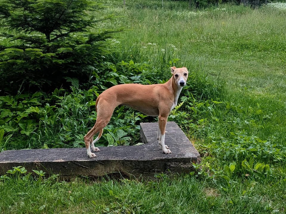 Whippet Madhavi Hiran