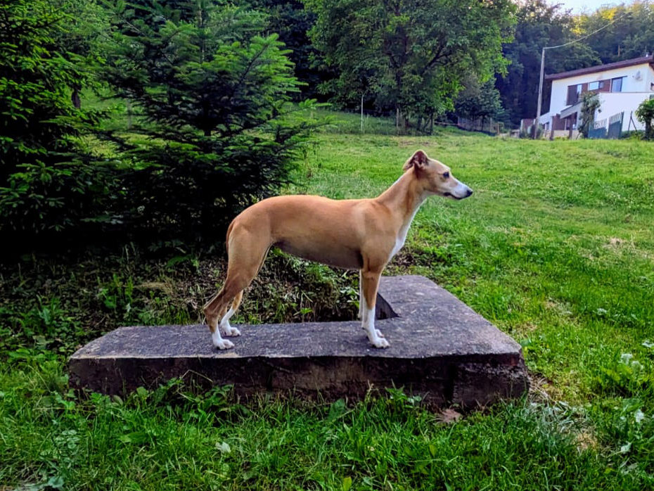 Whippet Madhavi Hiran