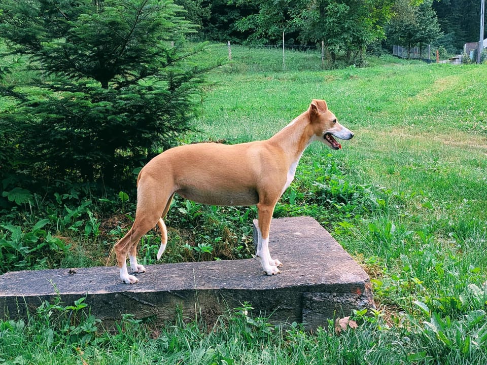 Whippet Madhavi Hiran
