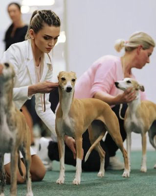 Whippet Madhavi Hiran