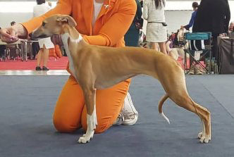 Whippet Madhavi Hiran