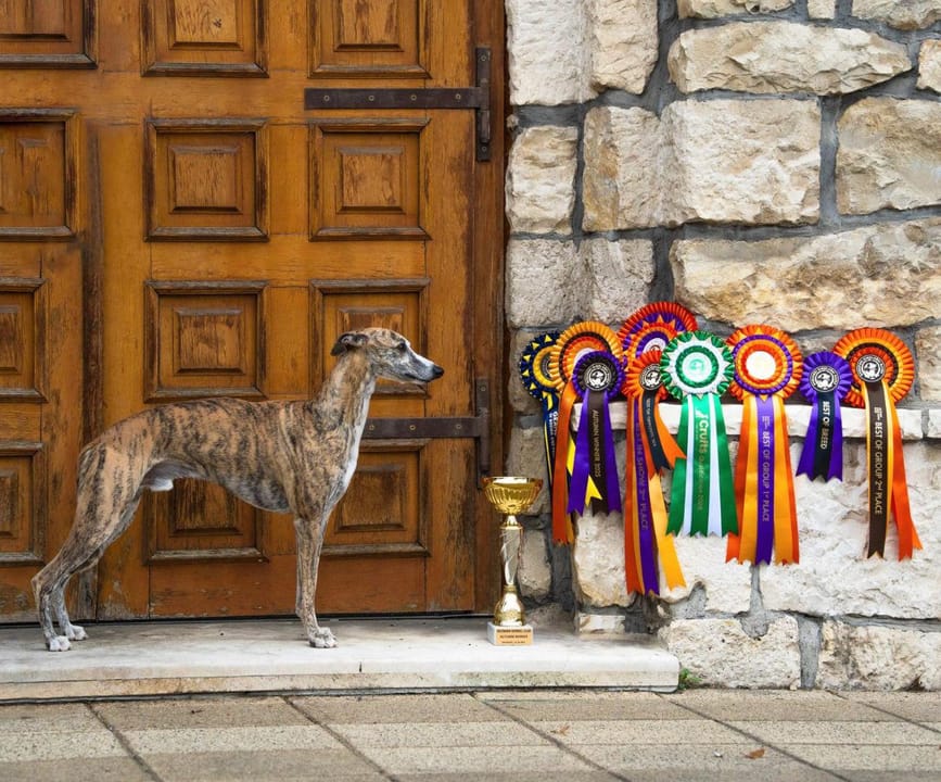 Whippet Madhavi Hiran