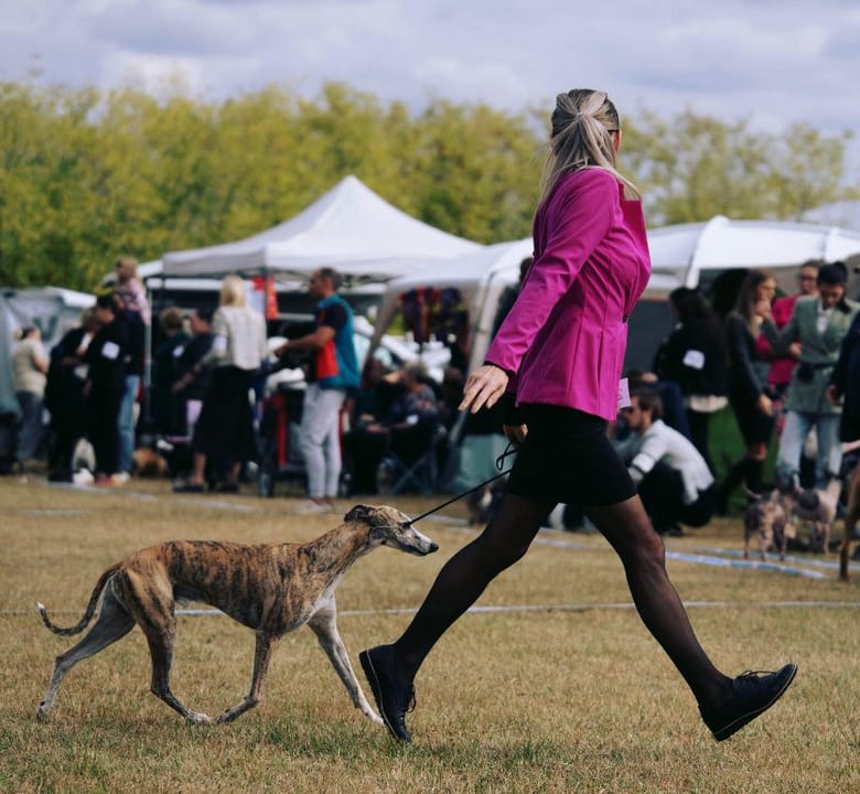 Whippet Madhavi Hiran