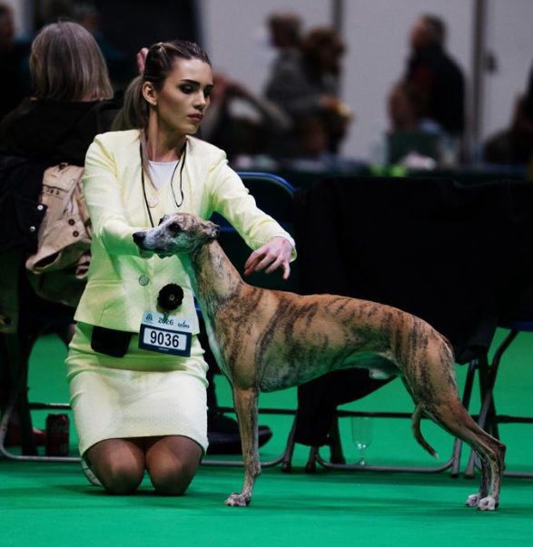 Whippet Madhavi Hiran