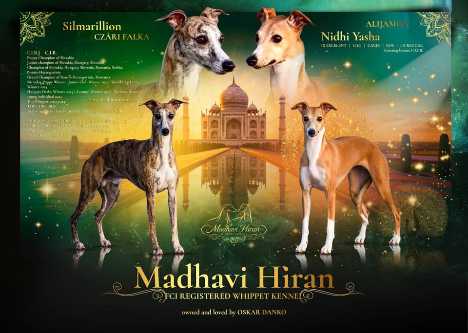Madhavi Hiran Whippet Kennel