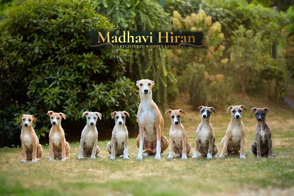Madhavi Hiran Whippet Kennel šteniatka